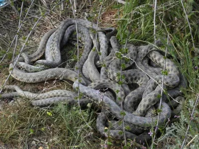 Змеи в Волжском легли в спячку позже срока