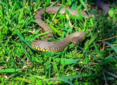 Змеи лезут в дом»: специалист прокомментировала обстановку со змеями в  Ставропольском крае