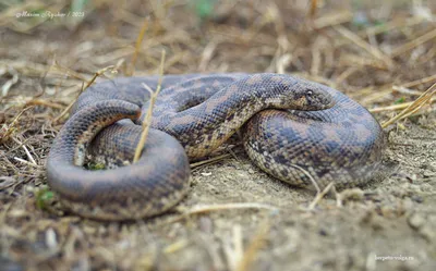В Молдове началось нашествие змей: рептилии облюбовали берег Днестра в  Сороках