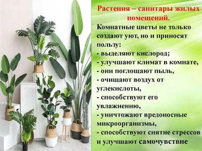 Какое комнатное растение подарить пожилому человеку - Senior Group