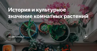 Комнатные цветы в вашей квартире