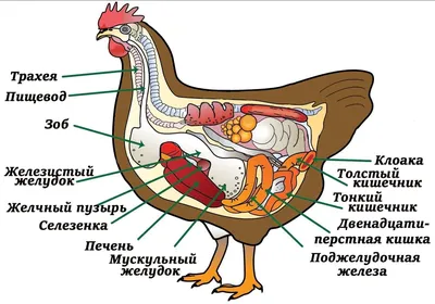 У курицы большой зоб - что делать и как лечить, если забился