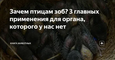 Зачем птицам зоб? 3 главных применения для органа, которого у нас нет |  Книга животных | Дзен