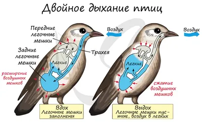 Разрыв зоба у кореллы | Ветеринарная клиника