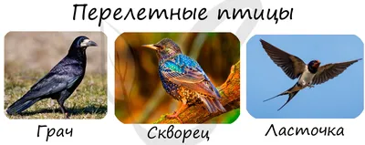 У курицы большой зоб - что делать и как лечить, если забился