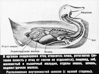 Класс ПТИЦЫ | ВКонтакте