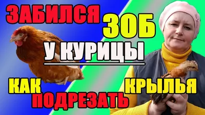 Зоб у цыплят и кур: лечение болезни