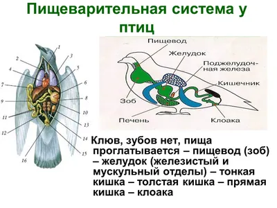 Клуб Людей и Птиц. ФОРУМЫ ptic.ru / Гуля 21 - пискун, забит зоб.