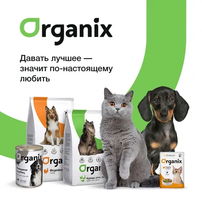 Какие продукты можно давать собаке 🐶: чем нельзя кормить собаку