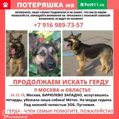 Регулируемый нагревательный коврик для собак одеяла кошка Puppy мата ПЭТ  Защита от отключения питания электрической подушки водонепроницаемый  провод, устойчивый к зобу - Китай Одеяло для домашних животных и одеяло для  ...