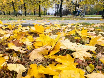 Золотая осень в Москве: 5 самых красивых мест - Чемпионат