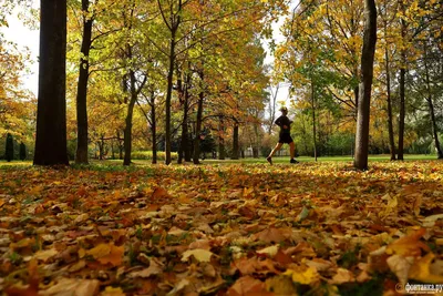 Золотая осень в санкт- петербурге» — создано в Шедевруме