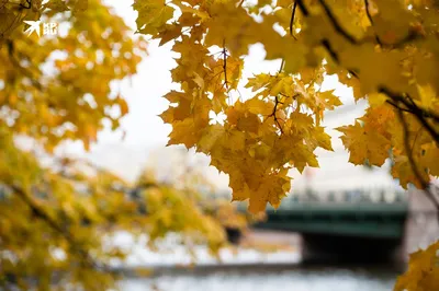 Летний сад осенью в Санкт-Петербурге