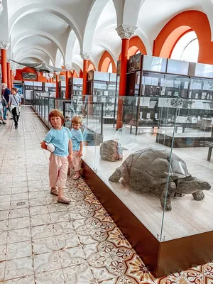 Зоологический музей в Санкт-Петербурге. Фото