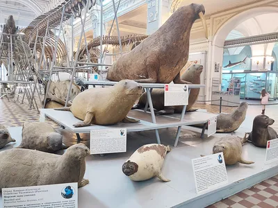 Зоологический музей в Санкт-Петербурге. Палеонтология