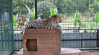 Зоопарк Барнаул лето 2013 (Barnaul ZOO:) - YouTube