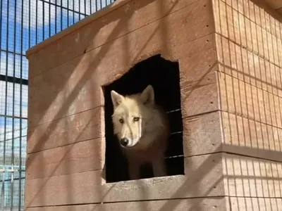 Барнаульский зоопарк - 👀Если посмотреть вдаль, то даже невооруженным  глазом виден приближающийся Новый 2019 год😍 Друзья, как обстоят дела с  праздничным настроением?😉 #БарнаульскийЗоопарк #Барнаул#Barnaul22  #Zoo22#парклеснаясказка | Facebook