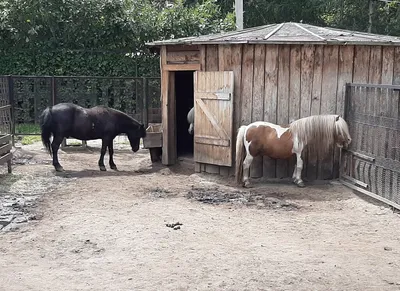 Что посмотреть в Барнауле. Часть 2-я. Зоопарк и другие интересные  достопримечательности города. | Музыка и путешествия Николая К | Дзен