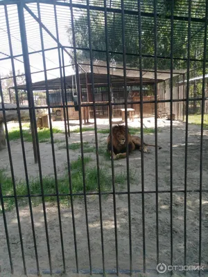 Барнаульский зоопарк подарит львенка Алтая в Самару - Толк 13.05.2023