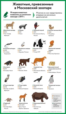 Московский зоопарк | Прогулка с картой и описанием по самому первому  зоопарку в России: жираф, росомаха, панды, моржи, фламинго, пингвины |  Manikol. Путешествия всей семьей | Дзен