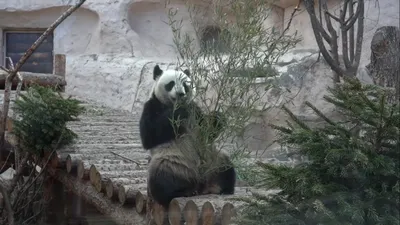 Московский зоопарк/Moscow Zoo - ВЕСЕННИЙ ГРАФИК - НА 1 ЧАС ДОЛЬШЕ 🎉 В  первый день весны мы продлеваем график работы Московского зоопарка на один  час. С 1 марта наши обитатели ждут вас