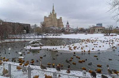 Московский зоопарк