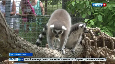 Трогательный зоопарк на Театральной площади, Ростов-на-Дону. Цены, адрес,  фото, как добраться — Туристер.Ру