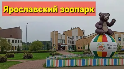 Ярославский зоопарк: уникальные виды животных и развлечения для всей семьи  – ЯТь | Ѣ | Ярославский Телеграф