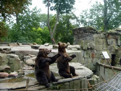 Зоопарк в Калининграде фото фотографии