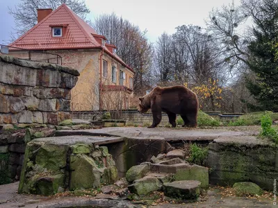 Калининградский зоопарк | фото и расположение на карте