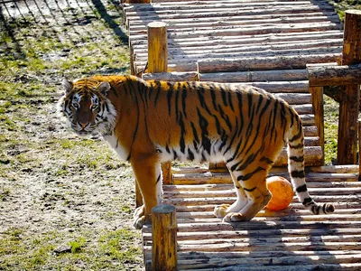 В Калининградском зоопарке сбежал тигр | Пикабу