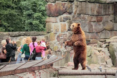Калининградский зоопарк запустил круглосуточные трансляции из вольеров -  Российская газета