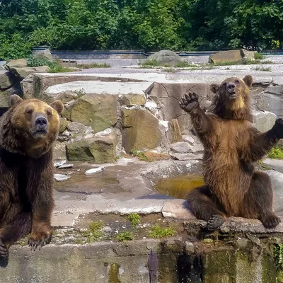 Парки и зоопарки в Калининграде: Достопримечательности и Развлечения
