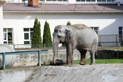 Зоопарк, Калининград - «Калининградский зоопарк: слон-долгожитель и  классные мишки. Почему не рекомендую в жару и с маленьким ребенком. » |  отзывы