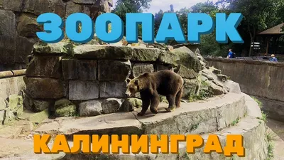 Калининградский зоопарк: история, животные зоопарка, адрес и фото