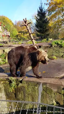 Зоопарк в Калининграде: где находится и как до него доехать