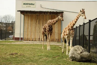 Фотография - Калининградский зоопарк