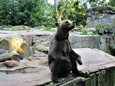 В Калининграде для посетителей открываются парки и зоопарк — РБК