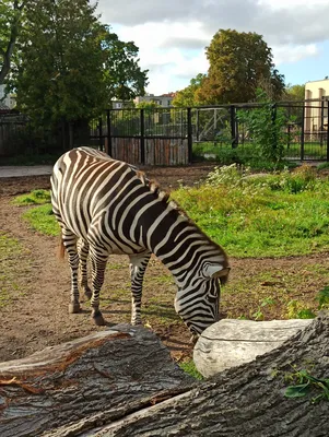 Зоопарк Калининграда начнет работу после получения постановления  правительства › BALTIC NEWS | Калининград