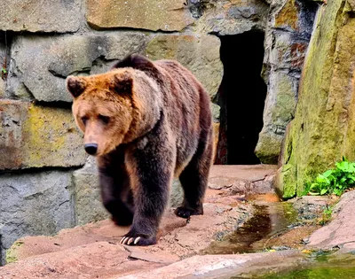 Зоопарк, Калининград - «Зимний зоопарк позвал вернуться летом» | отзывы