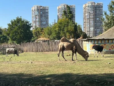 Фото: Сафари-Парк, зоопарк, Краснодар, парк Солнечный остров — Яндекс Карты