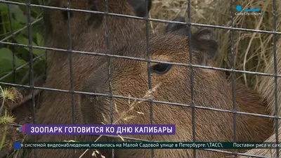 Ленинградский Зоопарк, Санкт-Петербург - «Для тех, кто видел только  цирковой зоопарк» | отзывы