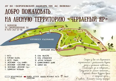 Наши младшие друзья | Воронежский зоопарк. Амурская тигрица по кличке  Шилка. #тигр #зоопарк#воронеж #тигрица  #амурскийтигр#достопримечательностиворонежа | Дзен