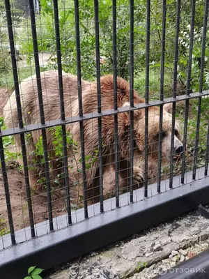 Пару редких амурских тигров передадут в Воронежский зоопарк – Новости  Воронежа и Воронежской области – Вести Воронеж