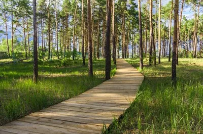 В Воронежском зоопарке рассказали, как медведи готовятся к зимней спячке —  Интернет-канал «TV Губерния»