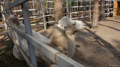 Если будете в Воронеже, то обязательно посетите Воронежский зоопарк. Часть  №1. Приключение с кроликом. | Винегрет по жизни | Дзен