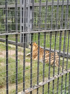 Воронежский зоопарк [Voronezh Zoo] - YouTube