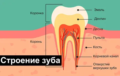 Сколько стоит вставить зуб в Москве под ключ, цена в Дантистофф