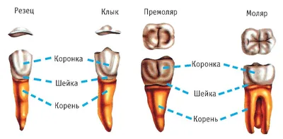 Сломался зуб - причины, симптомы, диагностика, лечение