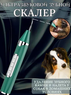 Опасен ли зубной камень для собак | For Pet | Дзен